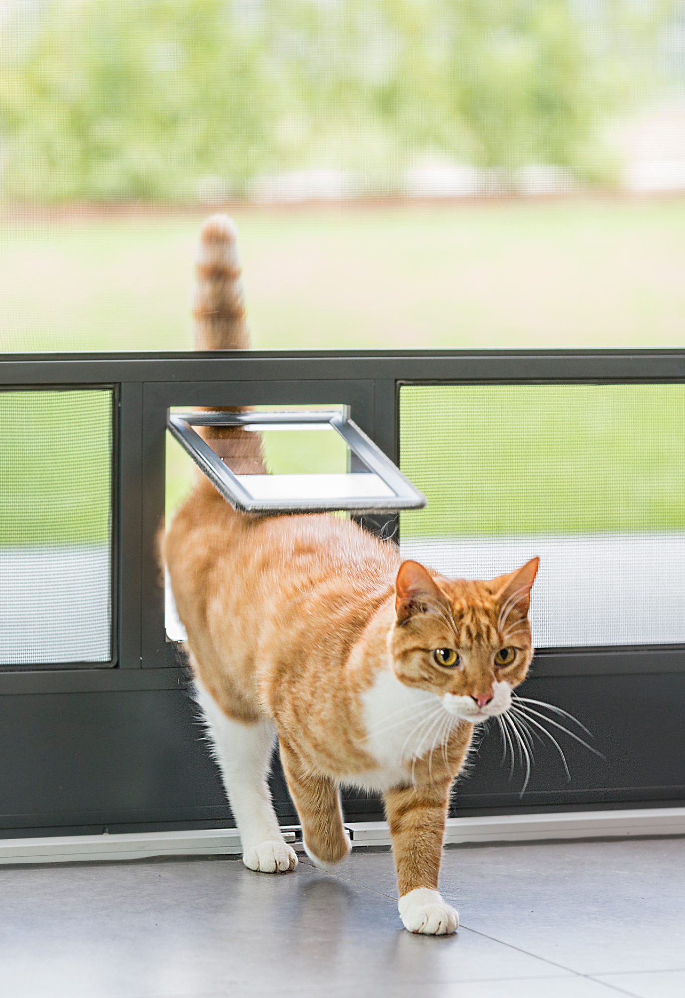 Katze geht durch Katzenklappe im Insektenschutzgitter – Insektenschutz Montage Bremen Oyten